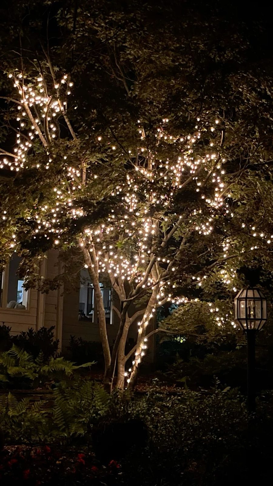 Accent tree lighting with pathway lamp — LitUp Vancouver installation